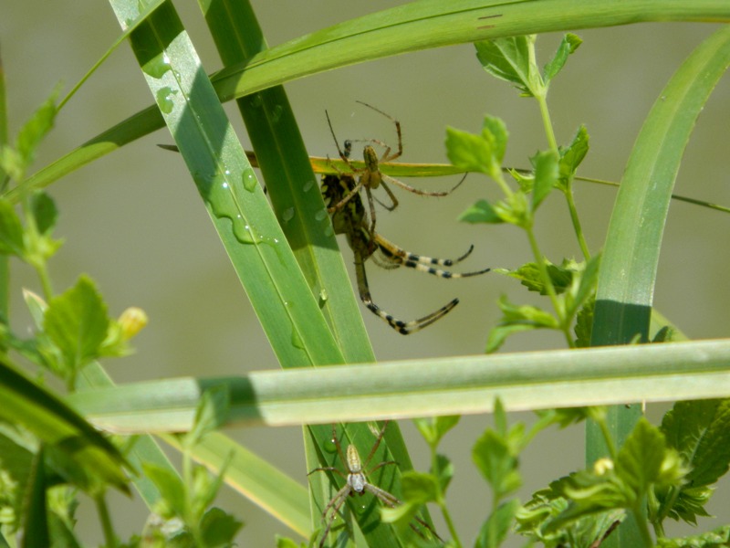 Argiope bruennichi in corteggiamento?